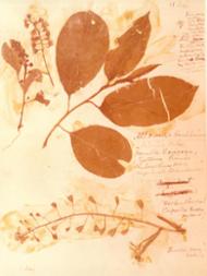 Botanische Sammlung, Mai 1913
